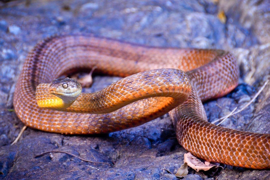 An orange-brown snake sits on a rock with its neck and head in an 'S' shape, poised to strike.