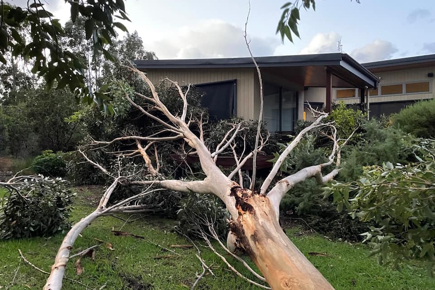 A large tree lies across the ground in a yard near a home.