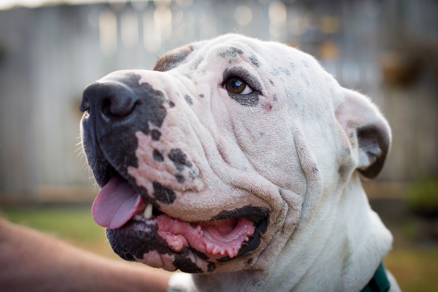 Close-up photo of a large white dog.