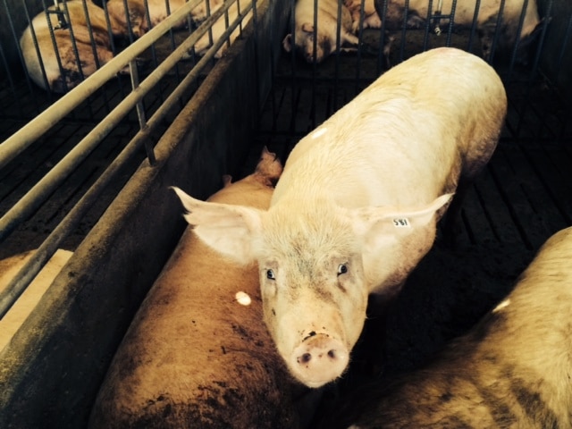 Pigs in the middle