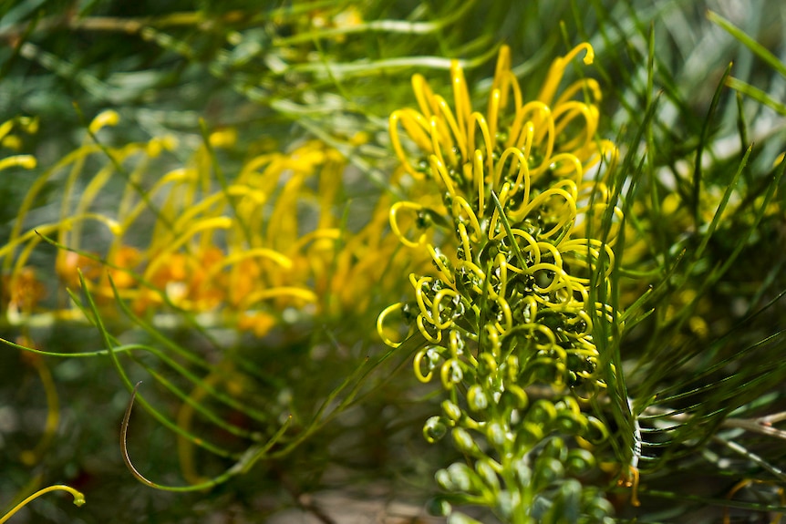 A close up of a Silva Sulfa grevillea, a green branch with golden tentrils bursting from the centre.