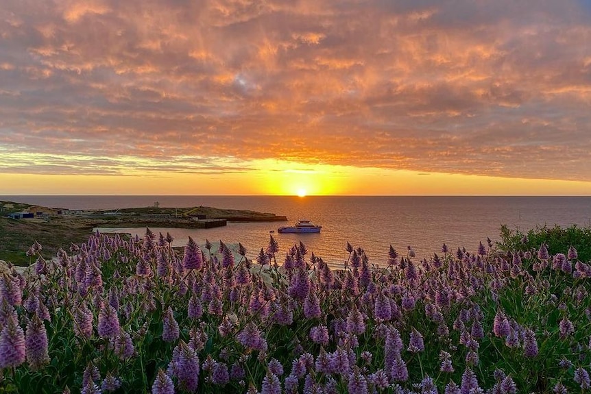 a sunset island picture with blooming flowers in foreground