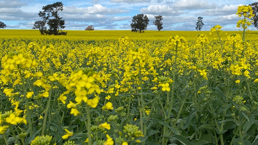 A landscape photographer of a blossoming canola field, with trees poking up between the sea of yellow.