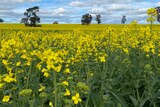 A landscape photographer of a blossoming canola field, with trees poking up between the sea of yellow.