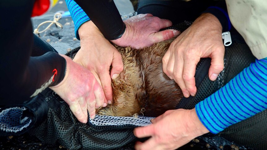 Researchers work to free a fur seal from fishing line.