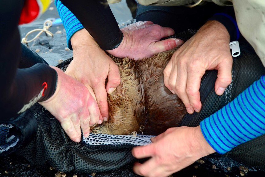 Researchers work to free a fur seal from fishing line.