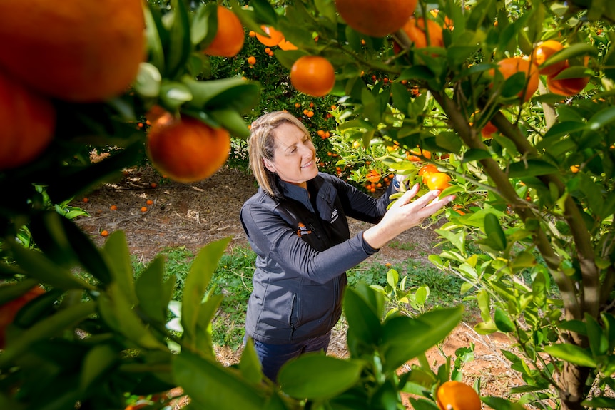 Woman picking oranges