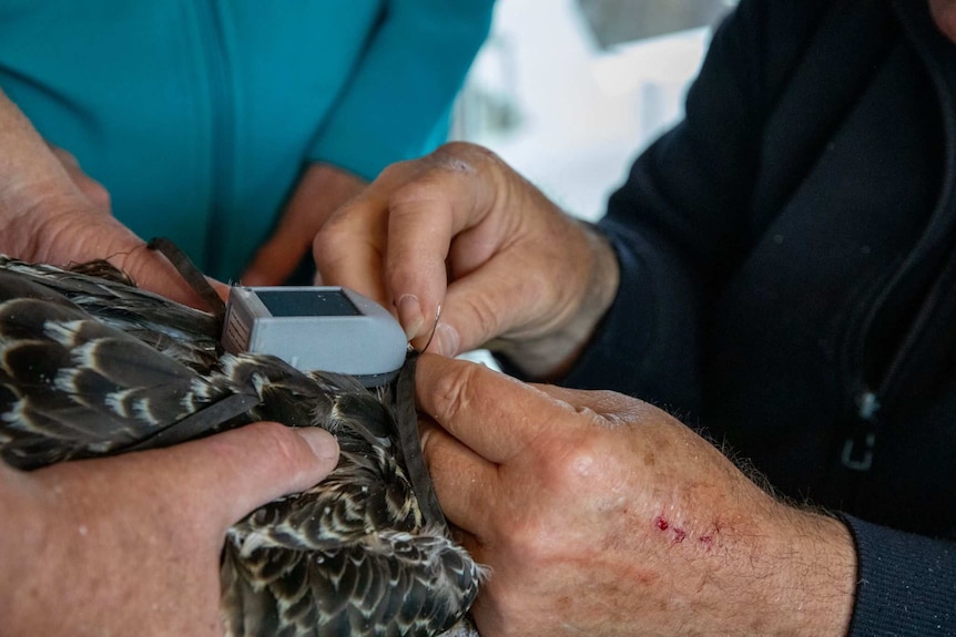 Close up of a man fixing the harness on a feather, large bird, with solar panels visible on the bird's harness.