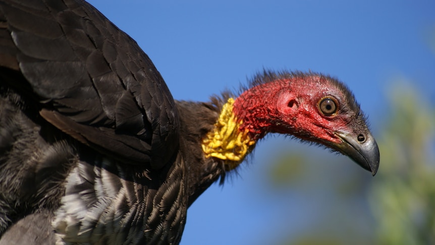 A close-up of a brush turkey