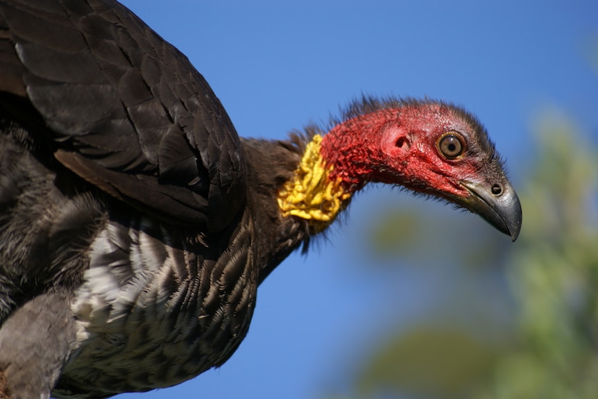 A brush turkey with a red head and a bright yellow band around its neck.