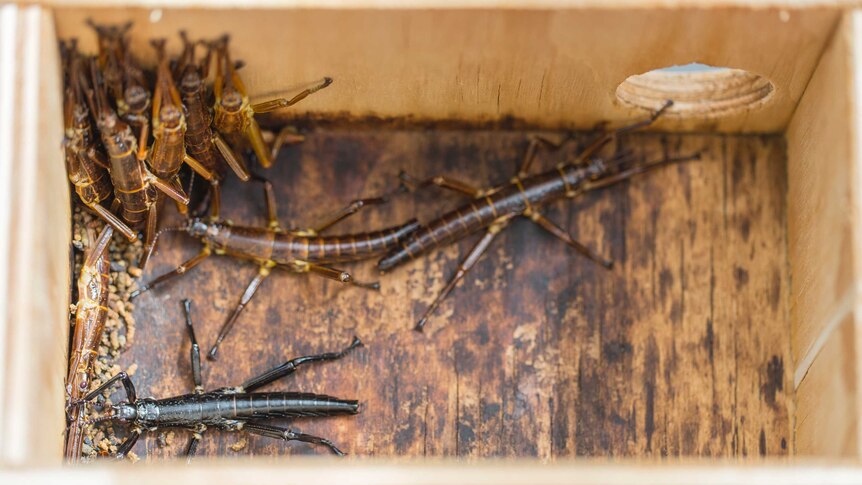 A group of Lord Howe Island stick insects in a wooden box.