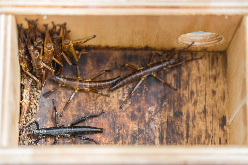 A group of Lord Howe Island stick insects in a wooden box.