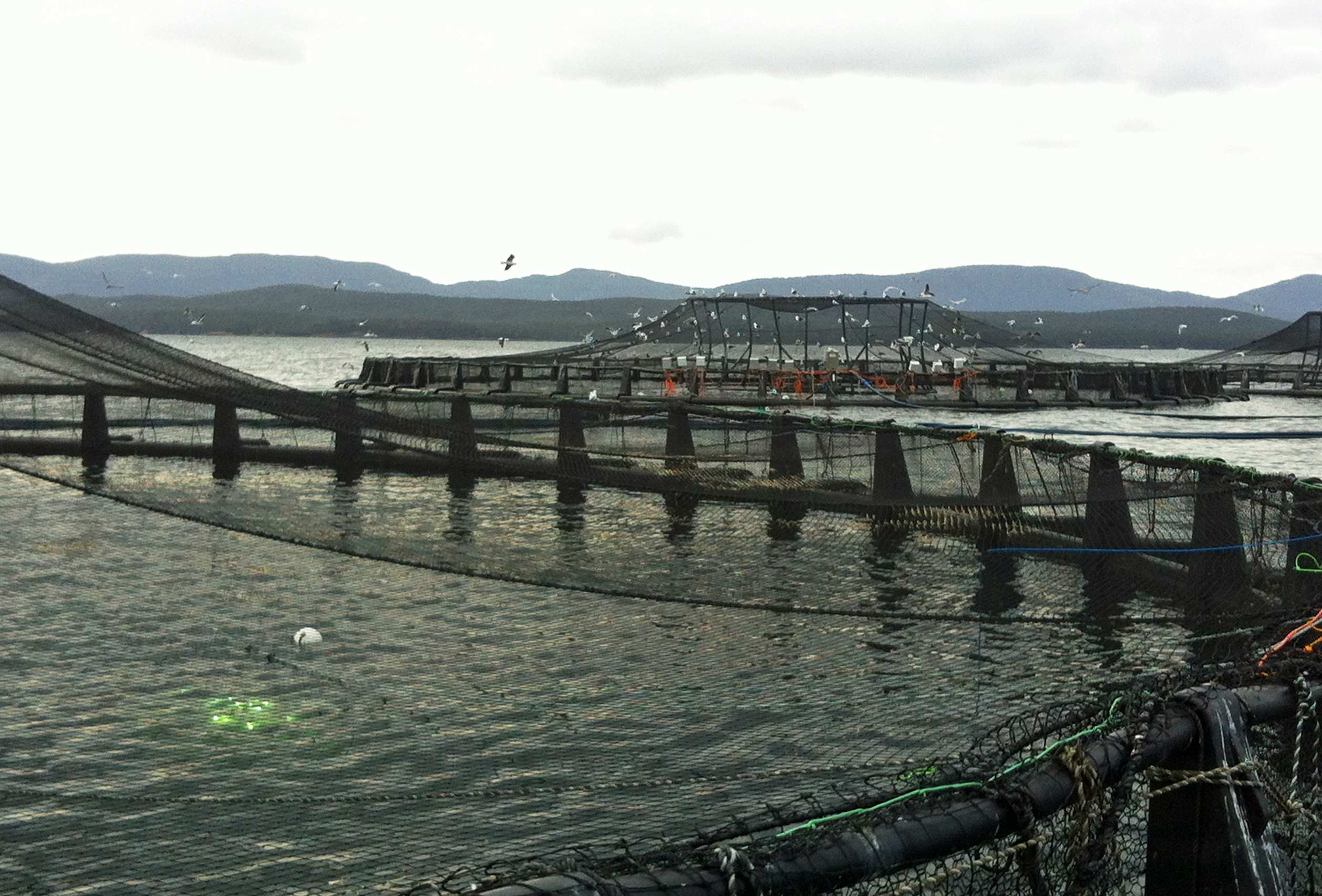 Controversial plans to expand Tasmanian salmon industry