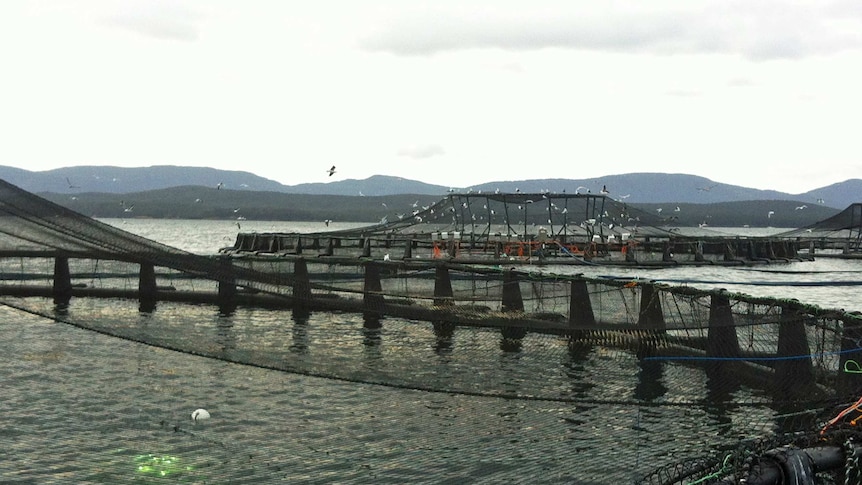 Tasmanian salmon industry expansion