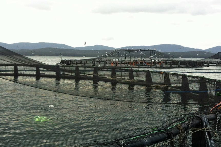 Tasmanian salmon industry expansion