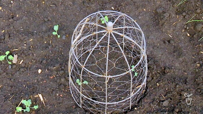 Wire cage cover placed over seedling growing in vegie patch