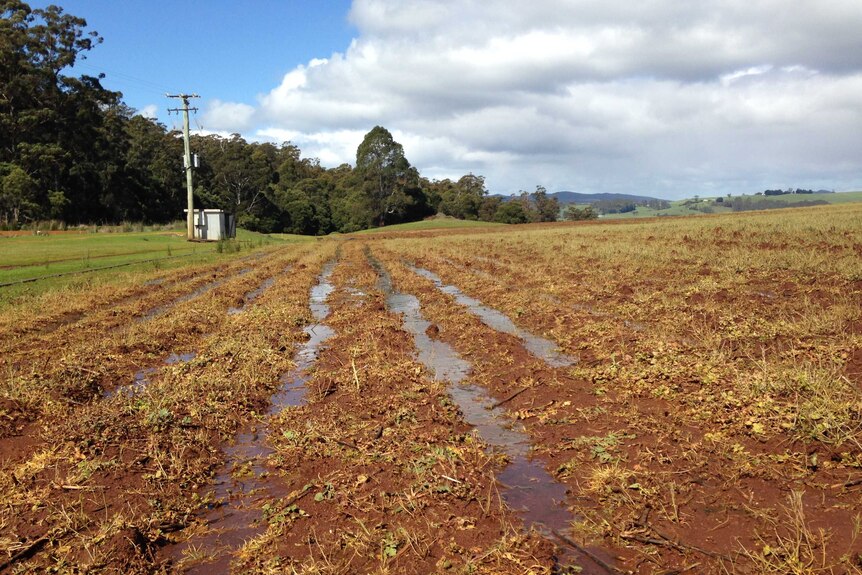 Farmers are waiting for pastures to dry out before planting potatoes, peas and onions.