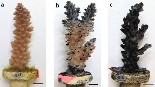 High concentrations of coal will kill coral.