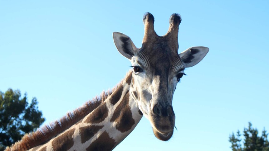 World Giraffe Day highlights plight of tallest animals - ABC Canberra