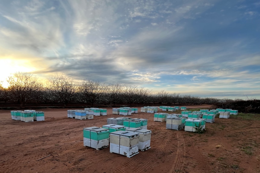 hives on red dirt with almond trees in the background