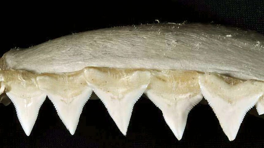 Bull shark teeth.