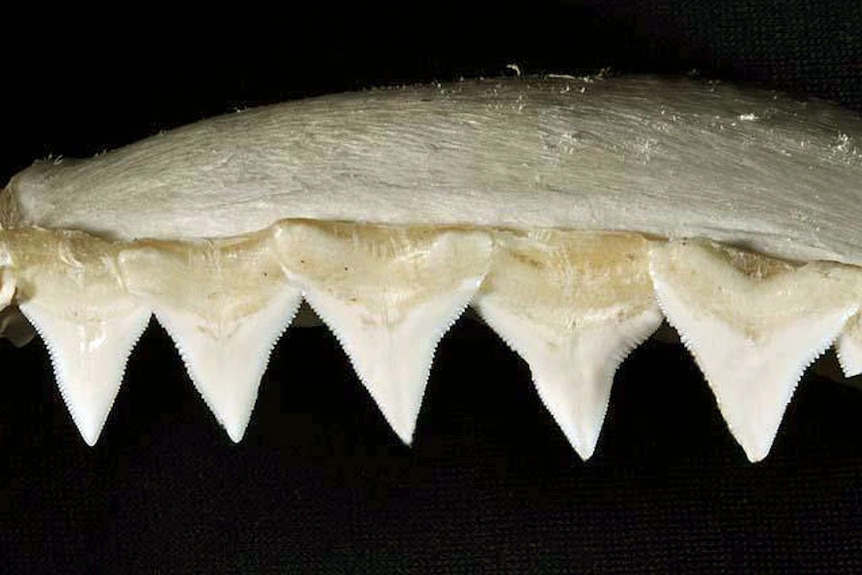 Bull shark teeth.