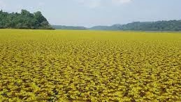The aquatic weed Salvinia that is choking Lake Ossa in Cameroon and killing the marine life
