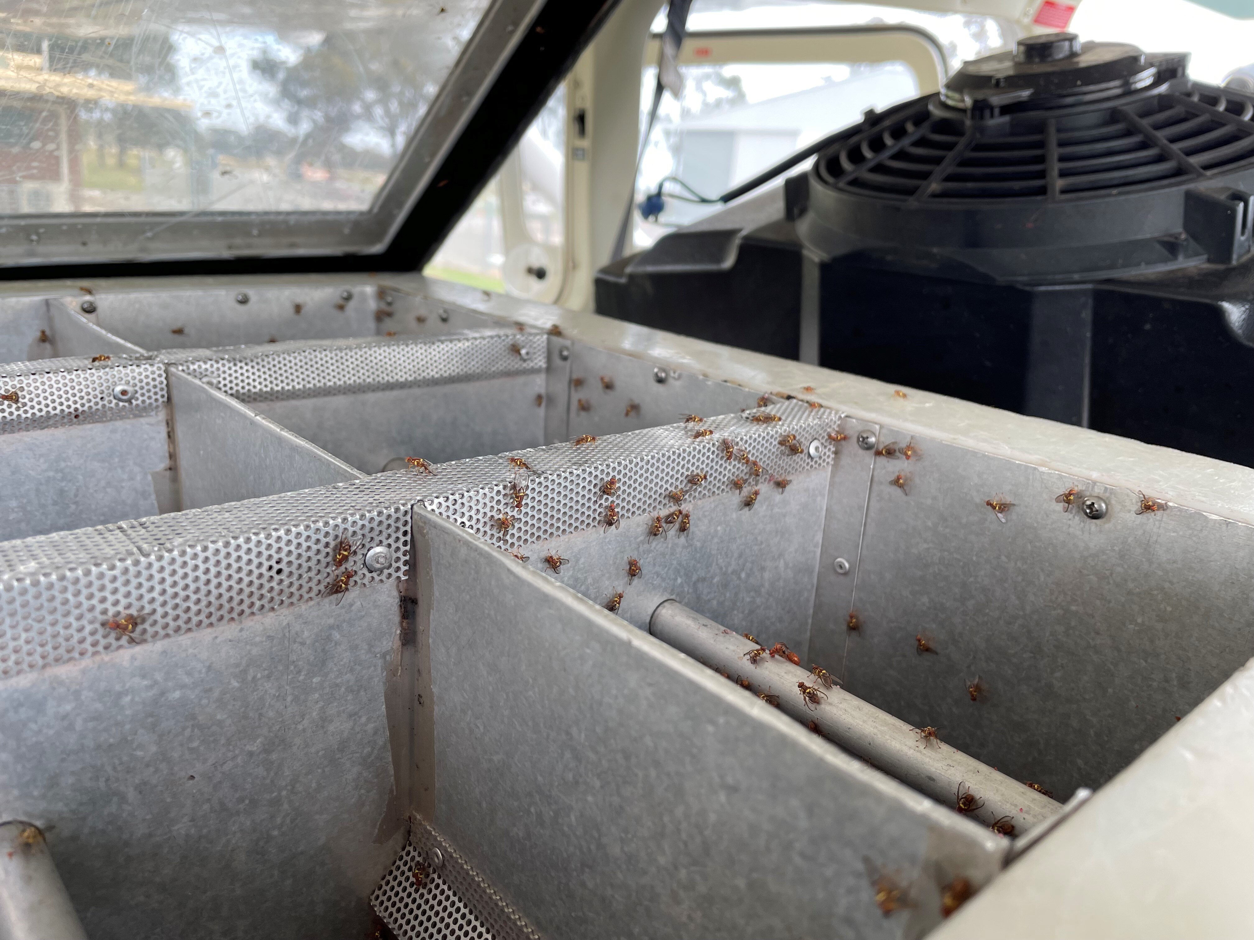 Sterile Fruit Flies Released From Plane Help Reduce Numbers In Goulburn   D26b4502f101d9ab6ffe822244e55f98