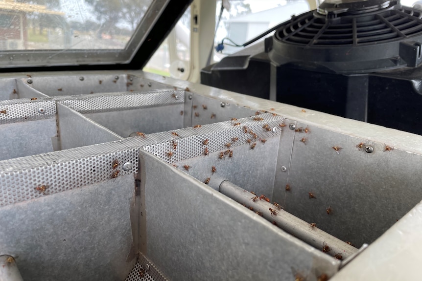 Fruit flies in breeding boxes.