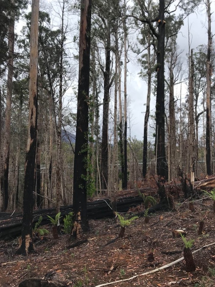 A stand of blackened trees with green shoots around it