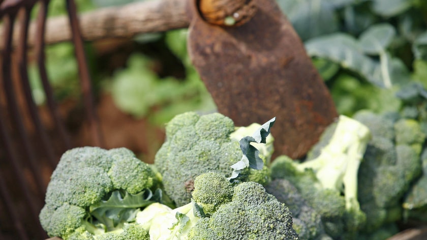 The broccoli will be wrapped in plastic in shops to retain the anti-oxidants.