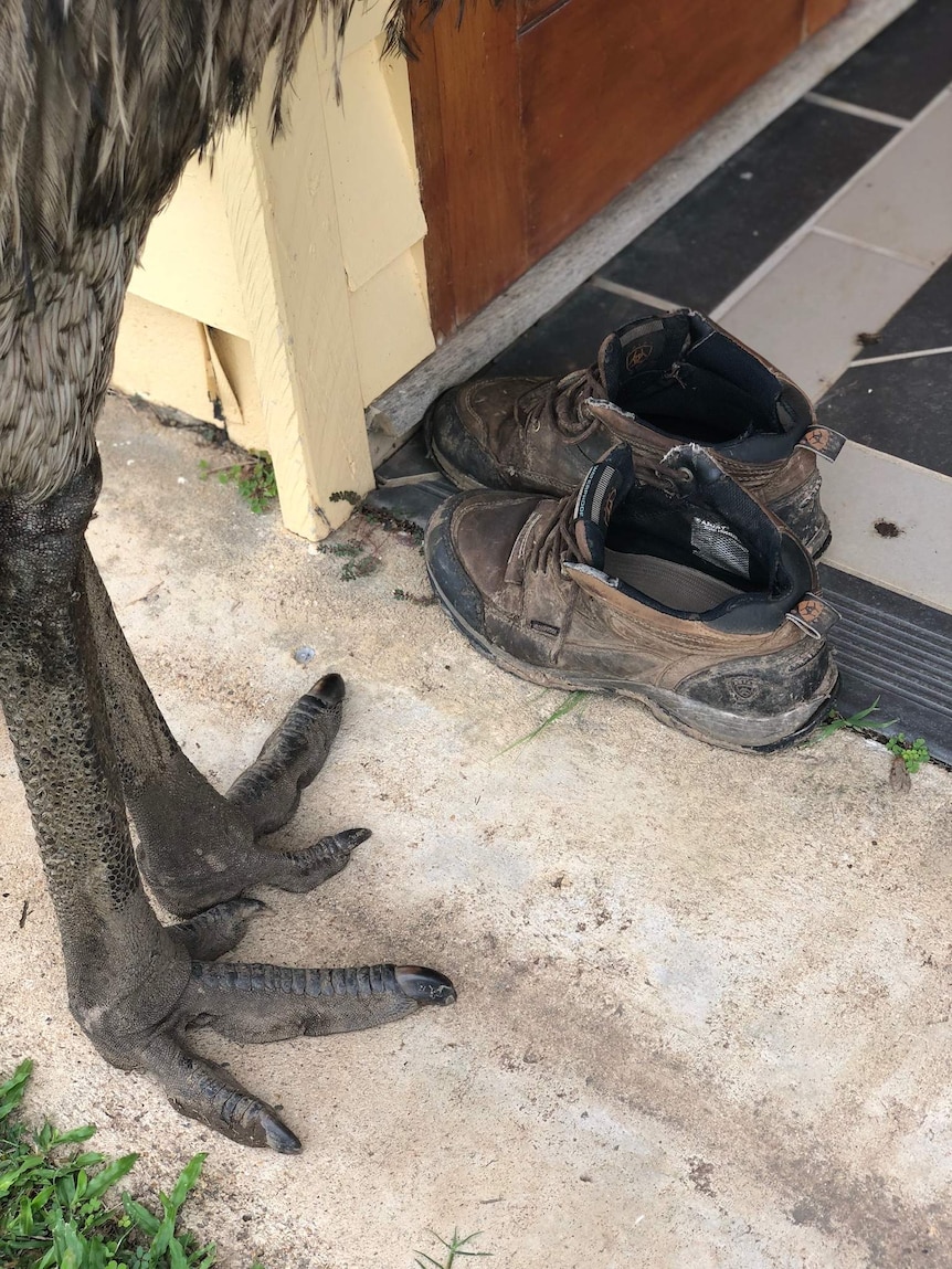 Looking down at an emu's large feet next to a pair of boots