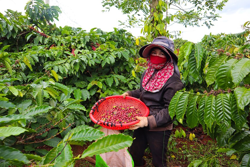 A coffee farmer in Vietnam holds basket of raw robusta beans.