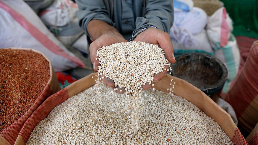 Yemeni vendor holds grains for sale