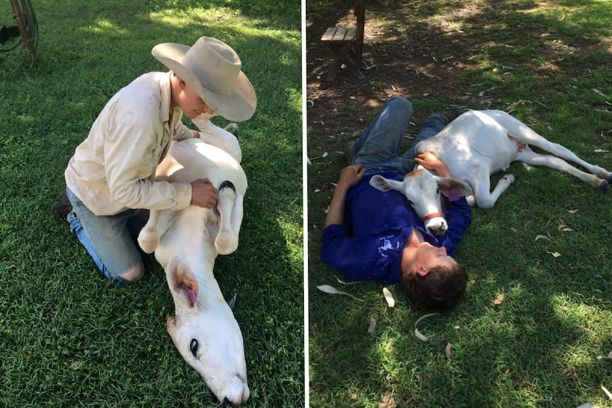 Farmer gives belly rub to calf
