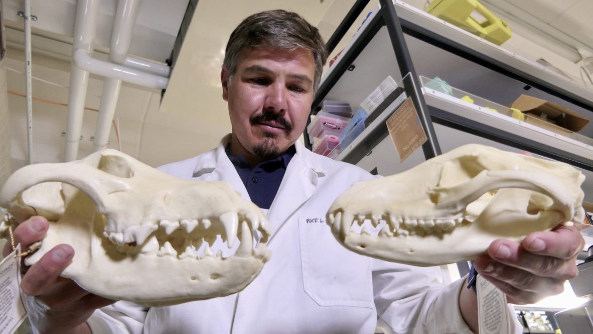 Should We Bring The Thylacine Back? Researchers And Artists Create ...