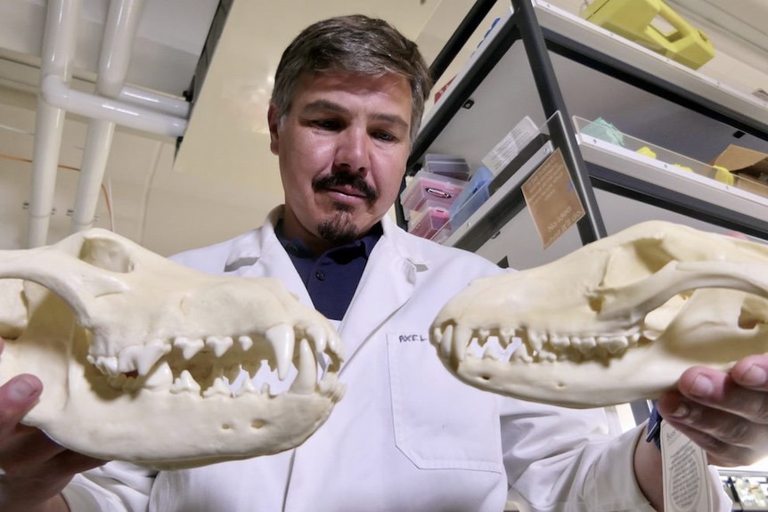 Bearded man in lab coat looks at thylacine skulls.
