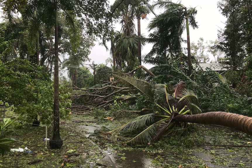 Fallen trees and branches litter a street.