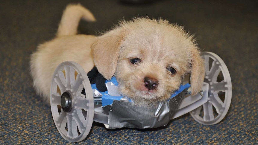Dog strapped to wheelchair