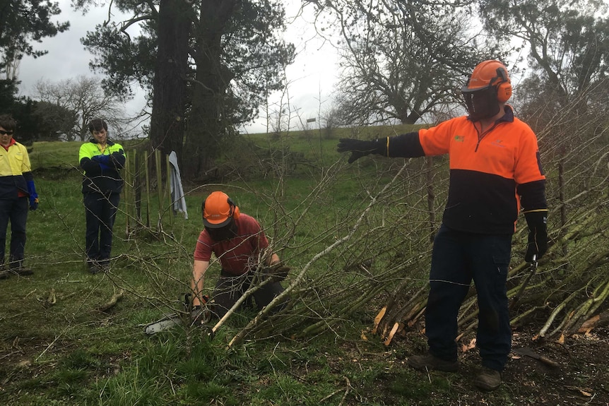 Workers cutting down Hawthorn branches