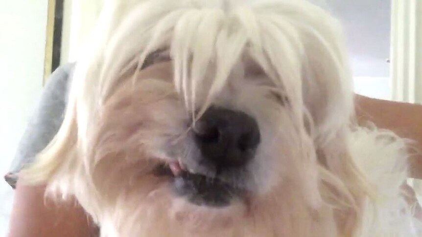 A clos-up of a white, fluffy dog's face. She has a snaggle tooth.