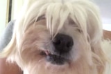 A clos-up of a white, fluffy dog's face. She has a snaggle tooth.