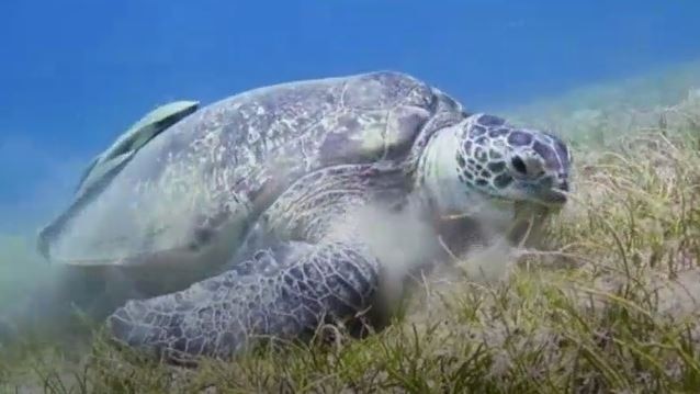 A turtle grazing on seagrass.