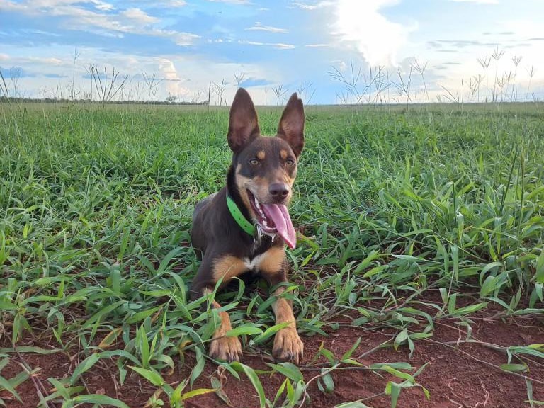 Kelpie Spice sits in a field