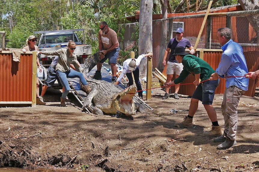 A large crocodile bound by rope being pulled off a trailer by half a dozen sanctuary staff.