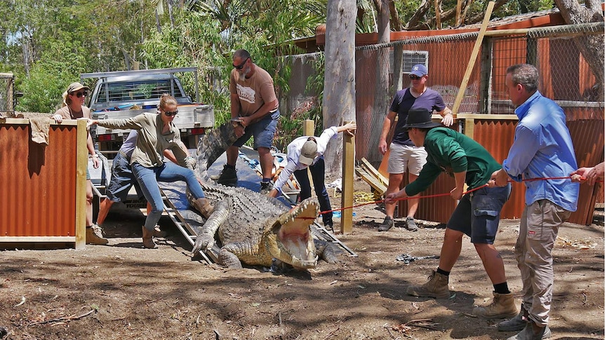 A large crocodile bound by rope being pulled off a trailer by half a dozen sanctuary staff.