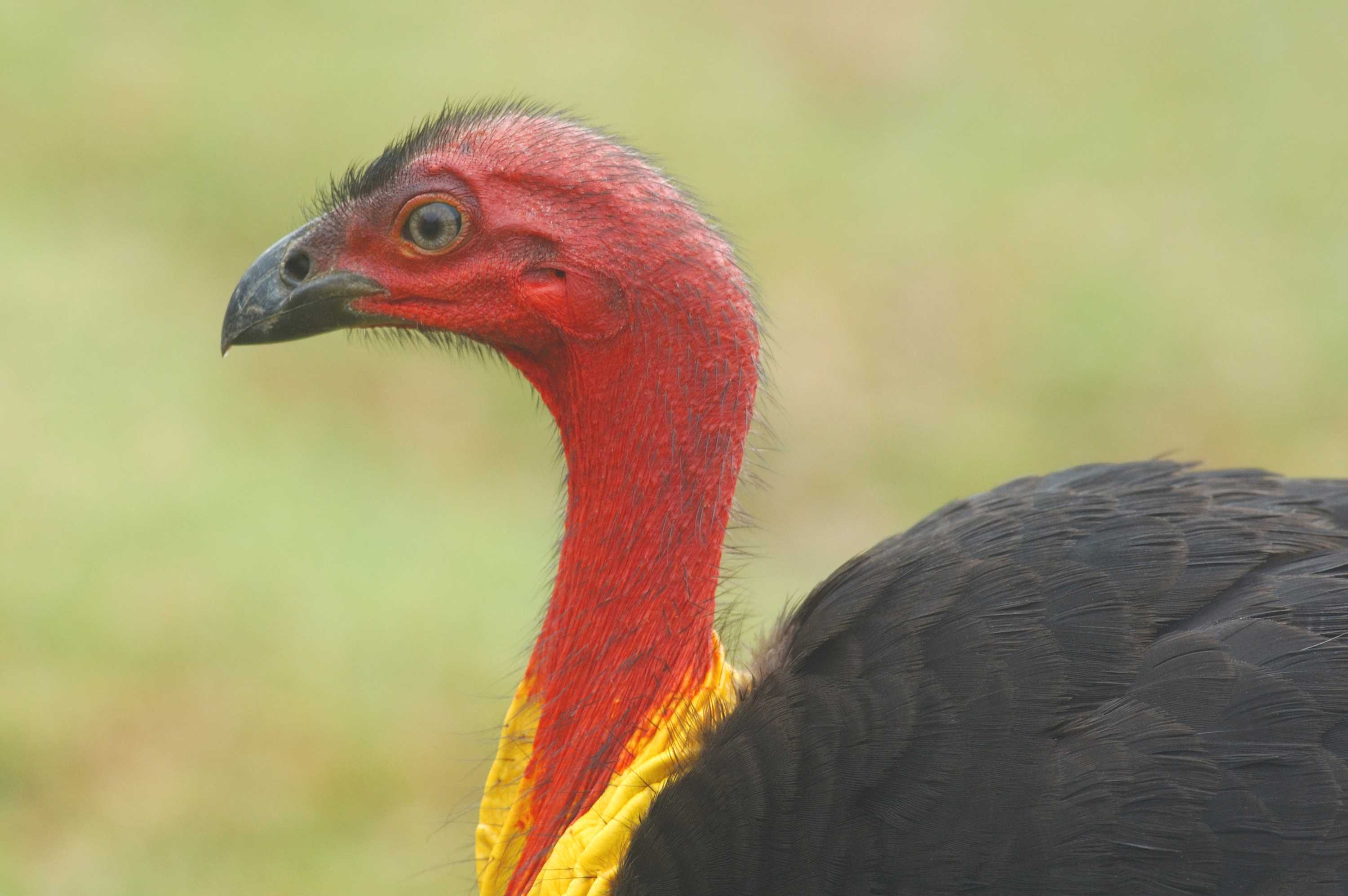 Rare white brush turkey in Noosa amazes scientist as species booms in