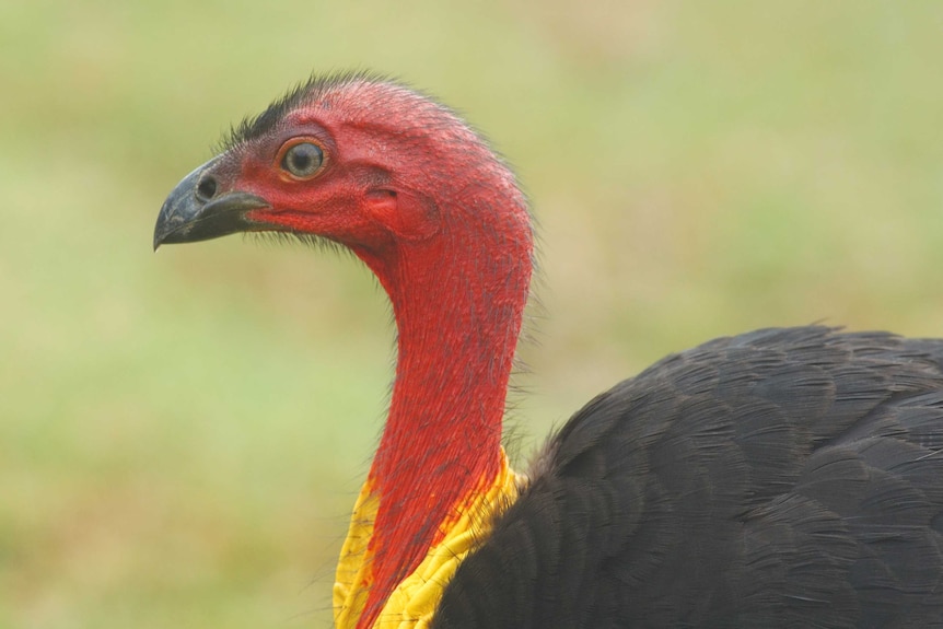 Brush Turkey.