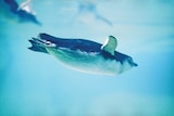 Little Penguin under water
