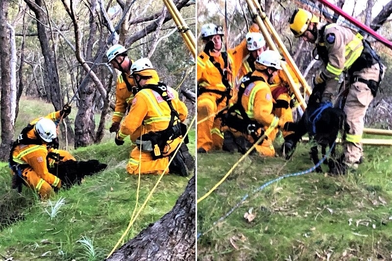 A composite of the dog rescue